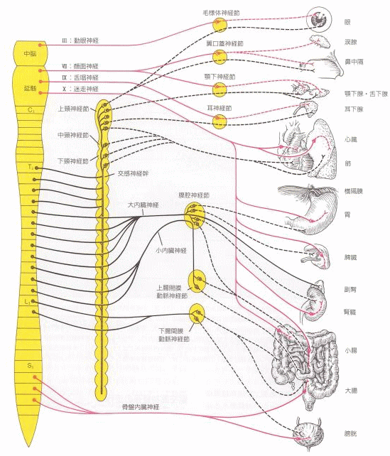 自律神経分布図